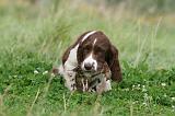 SPRINGER SPANIEL 050